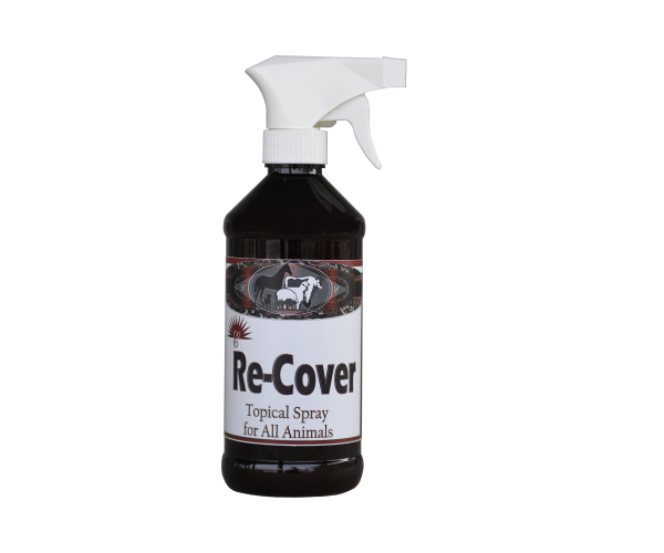 Equine Re-Cover