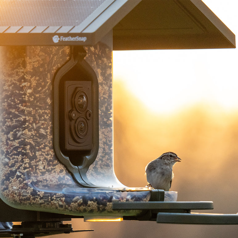 FeatherSnap Scout-WiFi Solar Power Bird Feeder
