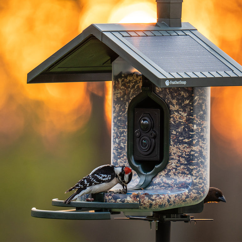 FeatherSnap Scout-WiFi Solar Power Bird Feeder